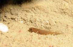 Corcyrogobius liechtensteini