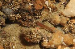 Corcyrogobius liechtensteini