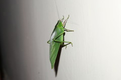 Frontinus