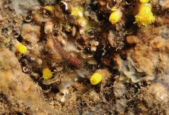 Corcyrogobius liechtensteini