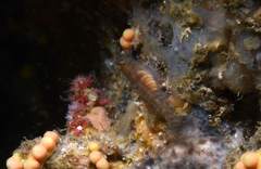 Corcyrogobius liechtensteini