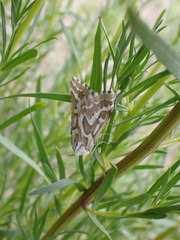 Plataea trilinearia