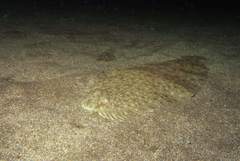 Solea senegalensis