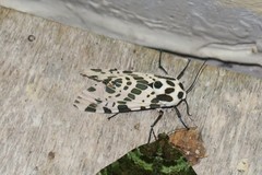 Hypercompe steinbachi