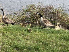 Branta canadensis