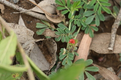 Indigofera linnaei