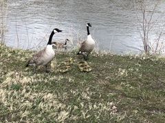 Branta canadensis