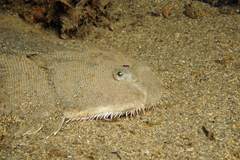 Solea senegalensis