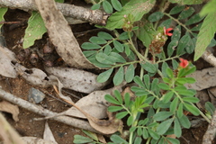 Indigofera linnaei