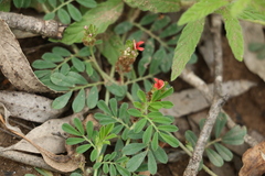 Indigofera linnaei