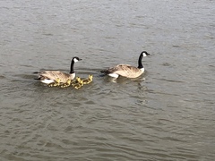 Branta canadensis