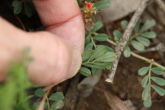 Indigofera linnaei