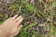 Indigofera linnaei