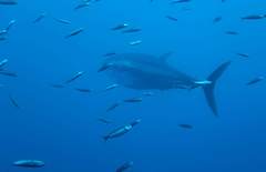 Thunnus thynnus