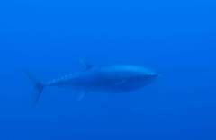 Thunnus thynnus