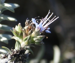 Lobostemon echioides