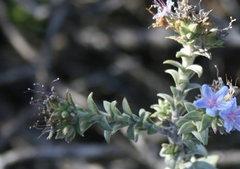 Lobostemon echioides