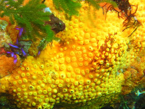 Sulphur Boring Sponge, photo 2 of 9