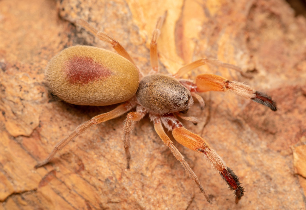 palp-footed spiders