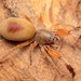 Palp-footed Spiders - Photo (c) Rudolph Steenkamp, some rights reserved (CC BY-NC), uploaded by Rudolph Steenkamp