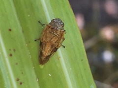 Pseudaphronella jactator