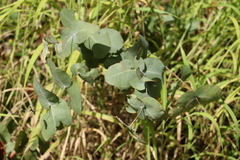 Eucalyptus melanophloia