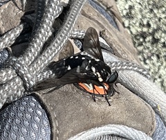Triclista guttata