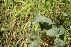 Eucalyptus melanophloia