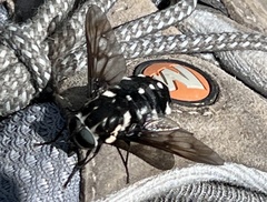 Triclista guttata
