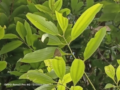 Nacaduba pactolus odon