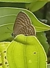 Nacaduba pactolus odon