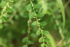 Phyllanthus gunnii