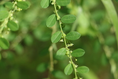 Phyllanthus gunnii