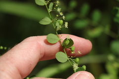 Phyllanthus gunnii