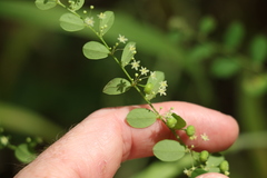Phyllanthus gunnii