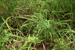 Phyllanthus gunnii