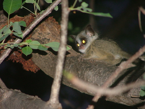 Southern Lesser Galago (Galago moholi)