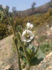 Phacelia viscida albiflora