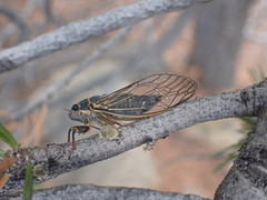 Platypedia putnami lutea