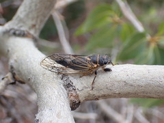 Platypedia putnami lutea