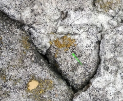 Xanthocarpia crenulatella