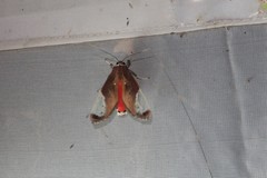 Bertholdia albipuncta