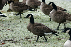 Branta canadensis occidentalis