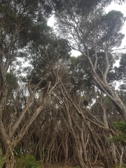 Melaleuca armillaris armillaris