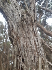Melaleuca armillaris armillaris