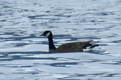 Branta canadensis occidentalis