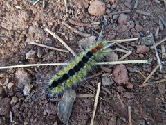Lophocampa ingens