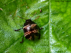 Platyphora fulvicornis