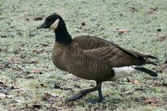 Branta canadensis occidentalis