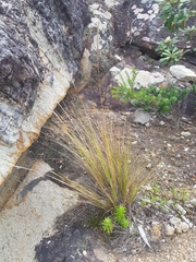 Austrostipa flavescens